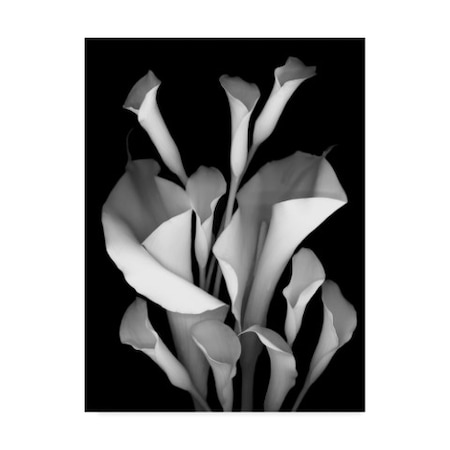 Susan S. Barmon 'White Calla 2 Black And White' Canvas Art,14x19